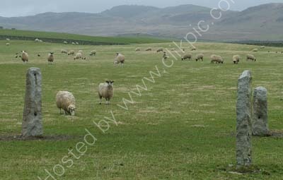 Sheep and Stones